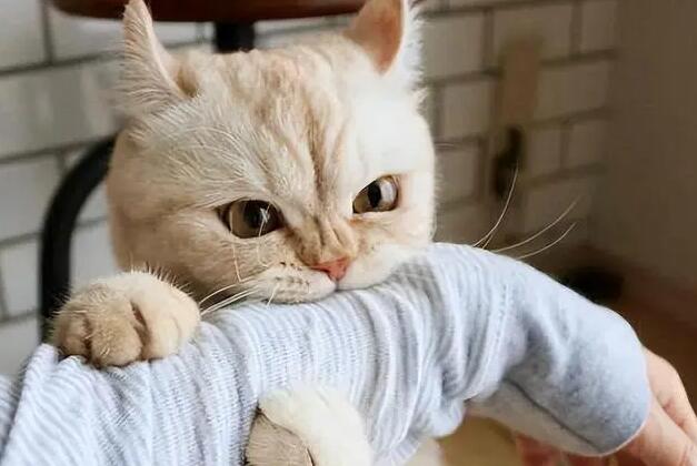 猫咪为什么不记主人仇人 猫咪为什么不记主人仇人