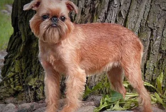 训练小知识：布鲁塞尔格里芬犬怎么训练？