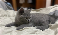 蓝猫不能吃什么食物？你都知道吗？