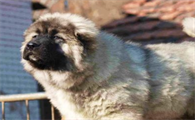 高加索犬养起来危险吗