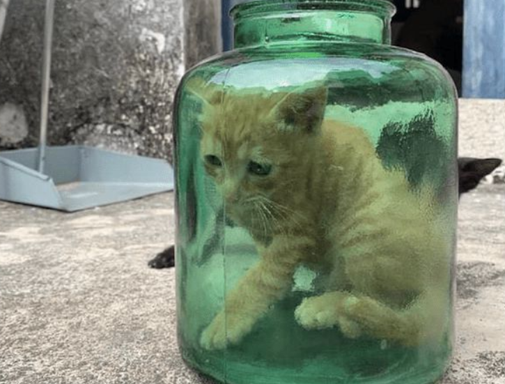主人拿出来罐子,两只小猫咪钻进去,液体猫石锤了 主人拿出来罐子,两只小猫咪钻进去,液体猫石锤了