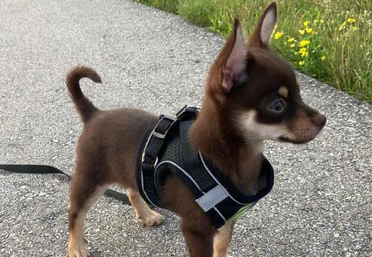怎么挑选吉娃娃幼犬?来看看吧 怎么挑选吉娃娃幼犬?来看看吧