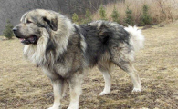 中国允许养高加索犬么