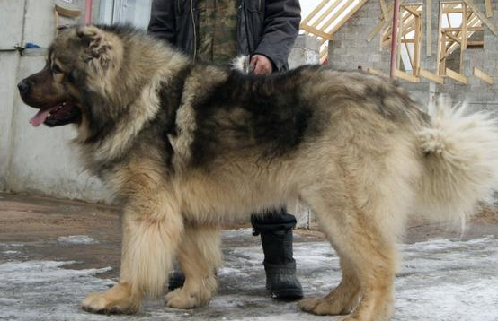 高加索犬怎么训练才听话