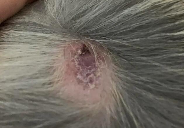 狗狗皮肤长了像结痂一样的小疙瘩 狗狗皮肤长了像结痂一样的小疙瘩