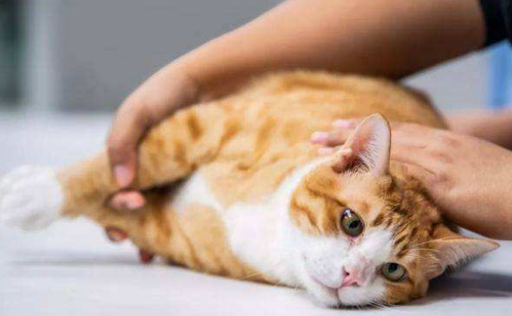 猫配完种几天不叫才正常
