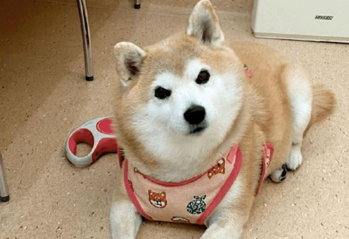 当柴犬察觉来了医院,笑容立马消失,转身就是重量级的拒绝 当柴犬察觉来了医院,笑容立马消失,转身就是重量级的拒绝