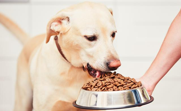 幼犬狗粮如何喂食 幼犬狗粮如何喂食