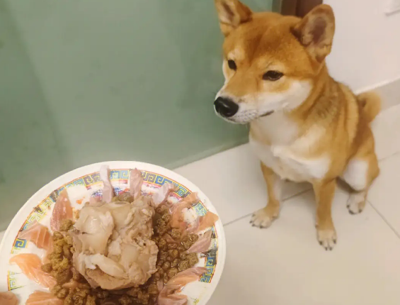 三文鱼边角料全是油狗能吃