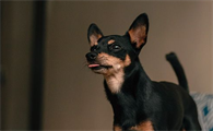 小鹿犬怎么养?这里有答案!