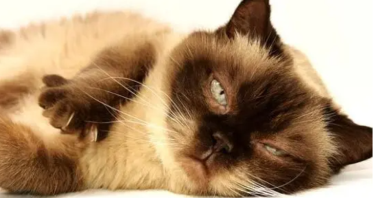 猫咪盯着龙猫叫是为什么呢 猫咪盯着龙猫叫是为什么呢