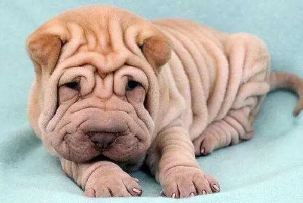 沙皮犬幼犬怎么养？不妨来看看