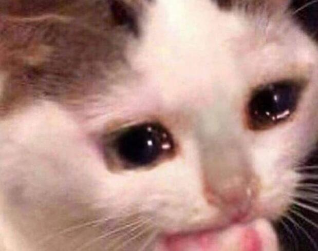 可爱猫咪为什么会流泪呢视频