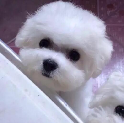 卷毛比熊犬必须如何教? 卷毛比熊犬必须如何教?