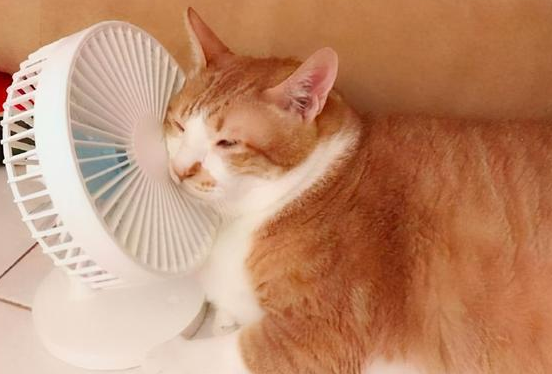猫夏天自己在家会热坏吗