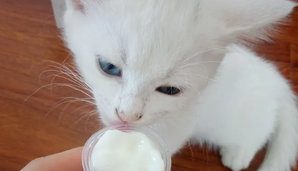 猫咪能不能吃乳酸果冻