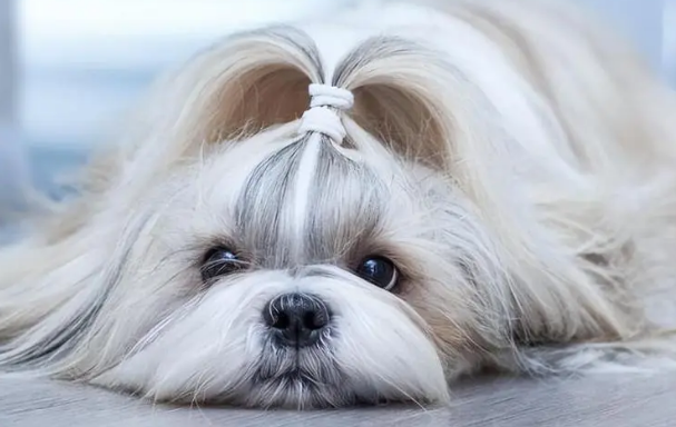 西施犬泪痕严重怎么办？家长们快来看！