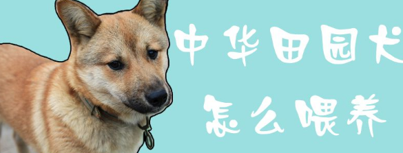 中华田园犬怎么喂养，看完再也不用愁了！