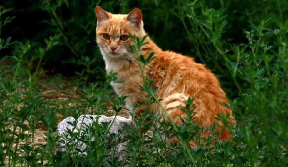 野猫不怕人还亲近人 野猫不怕人还亲近人