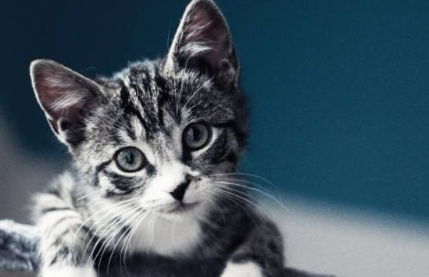 小奶猫一只眼睛睁不开？原因在这里~