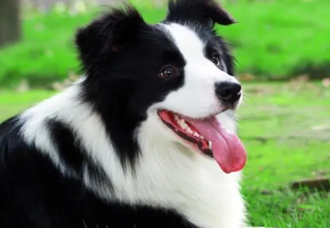 边境牧羊犬喜欢打架吗会不会攻击人？速来看看~