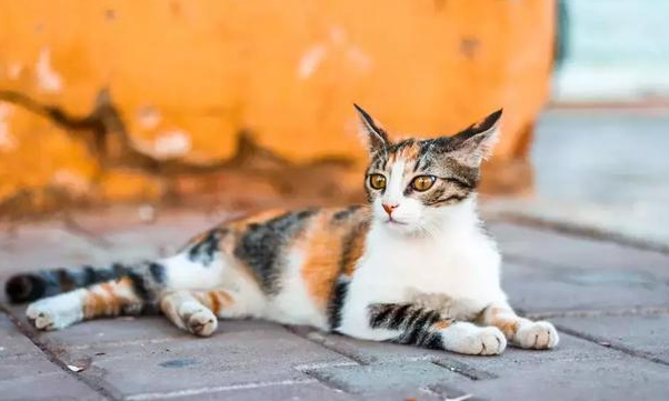 三花玳瑁猫贵吗