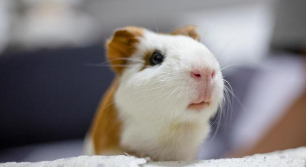 科普:荷兰猪要死了的急救方法? 科普:荷兰猪要死了的急救方法?