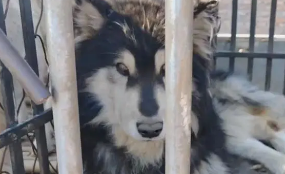 主人不想喂羊了,看了一辈子的老牧羊犬和怀孕的羊险些进了屠宰场 主人不想喂羊了,看了一辈子的老牧羊犬和怀孕的羊险些进了屠宰场
