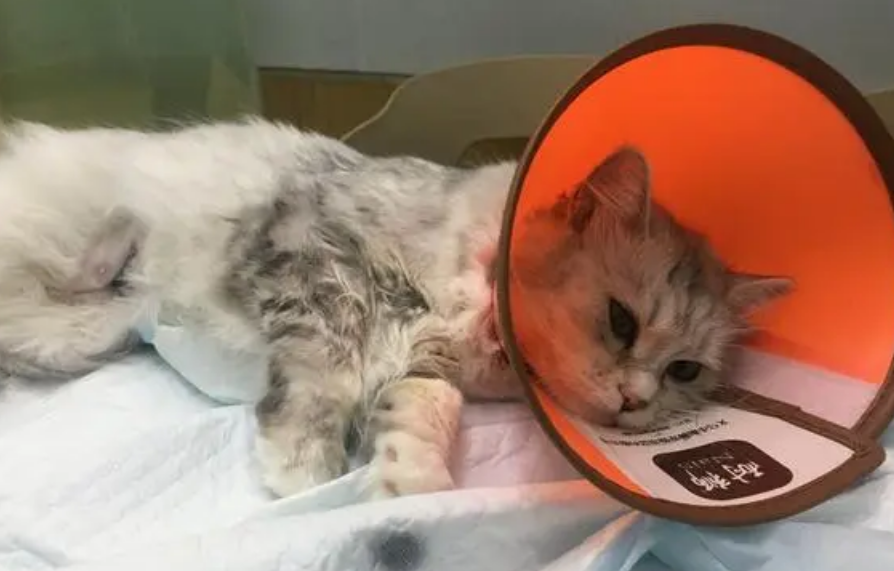 宠物医院母猫绝育价格