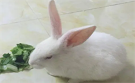 兔子两三天不拉屎正常吗