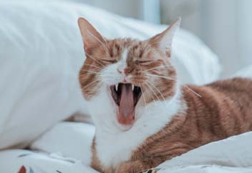 猫不停抽搐还发出嚎叫 猫不停抽搐还发出嚎叫