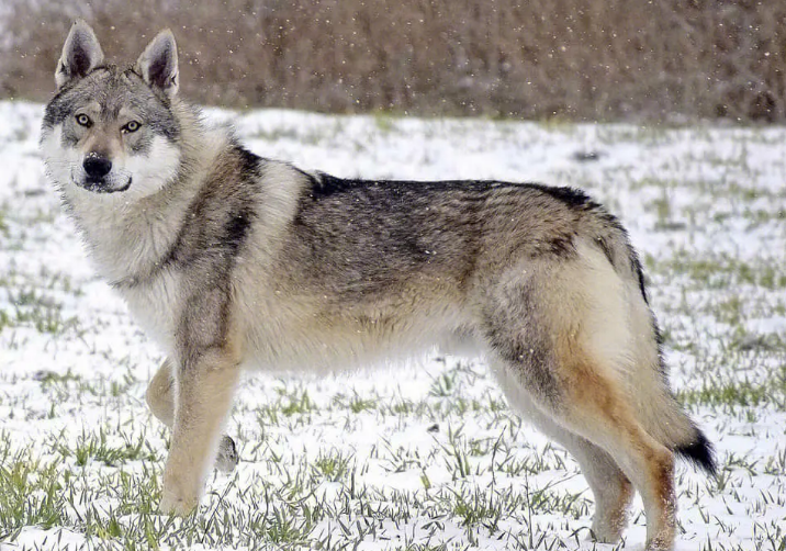 捷克狼犬拉稀怎么处理？捷克狼犬拉肚子解决方法。