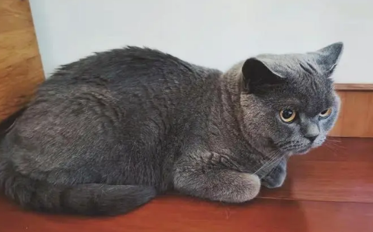 英短蓝猫一岁大概多重？不妨来看看