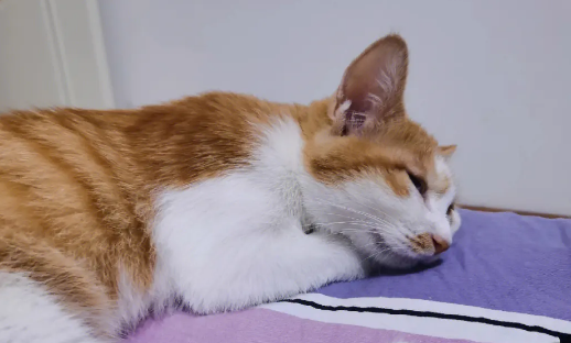 猫咪睡觉为什么垫着脑袋