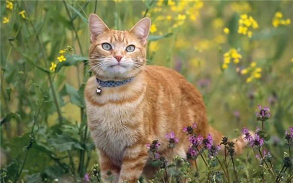 猫咪肚子胀大是怎么回事