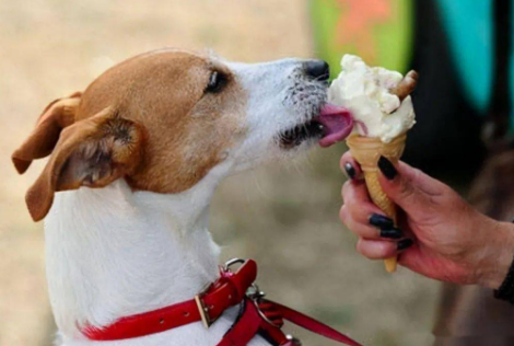 狗狗为什么不能吃人的食物呢