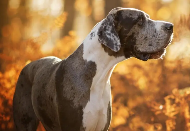 一文告诉你,大丹犬价格是多少? 一文告诉你,大丹犬价格是多少?