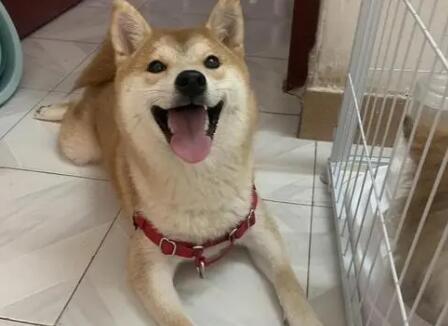 为什么狗狗特别傻笑呢