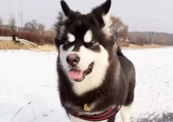 阿拉斯加雪橇犬母犬什么时候发情？护理心得来啦。