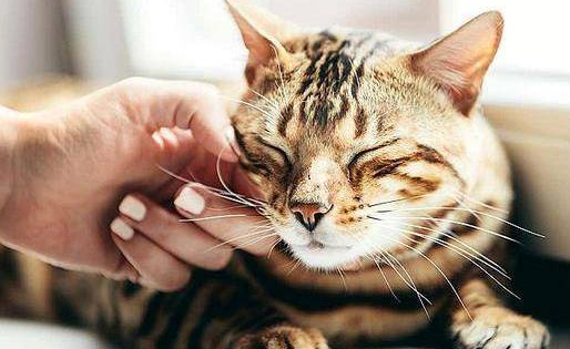 长期猫毛过敏会死人吗