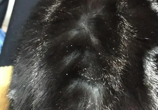 猫毛上有白色的小粉末