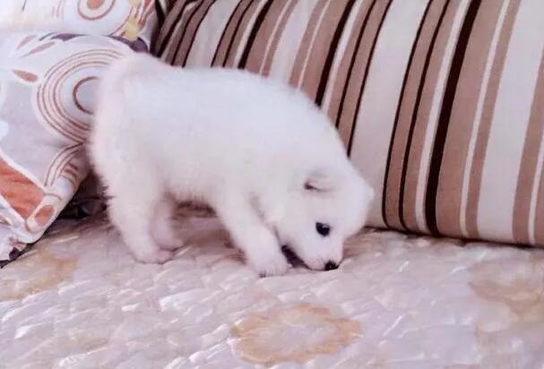 狗狗总是故意尿床上怎么办