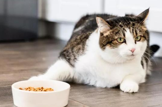 小猫挑食不吃猫粮怎么办 小猫挑食不吃猫粮怎么办