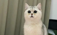500元以内宠物猫