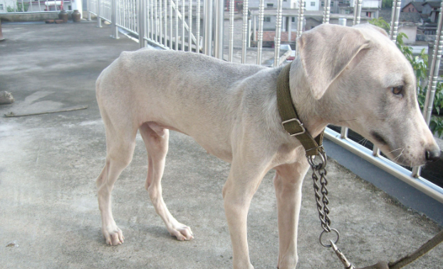 细犬什么品种最厉害 细犬什么品种最厉害