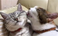 猫咪为什么爱舔小猫耳朵的毛呢