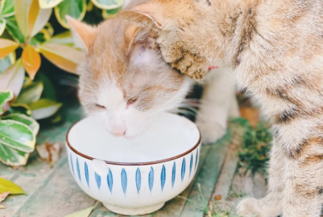 一文带你了解,能喂流浪猫吃什么食物? 一文带你了解,能喂流浪猫吃什么食物?