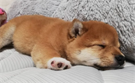 狗狗文案短句干净治愈