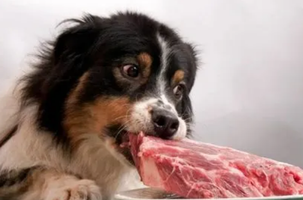 狗狗吃肉拉稀能自愈吗 狗狗吃肉拉稀能自愈吗