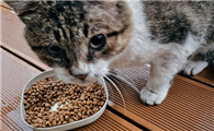 猫粮狗粮是如何卖的呢
